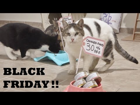 Cats Go Black Friday Shopping !!