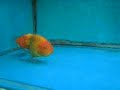 Goldfish Spa 3 Goldfish Spa 3