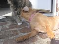 Cutest Cat and Dog Best Friends