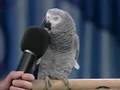 African Grey Parrot...Einstien