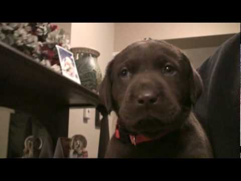 Day 35 – Mocha’s Chocolate Labrador Retriever Puppies are 5 Weeks!