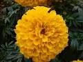 IIT Guwahati Flowers beauty
