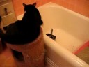 Catsitting Bailey (Aug. 7, 2008)
