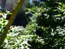 butterly garden in monteverde, costa rica