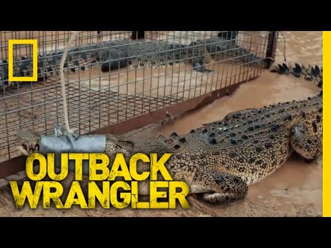 Two Crocs, One Trap | Outback Wrangler