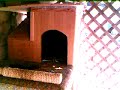 Chicken Coop Chicken Coop