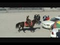 North American Police Equestrian Championships View Video