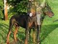 Dobermans