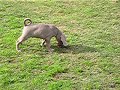 weimaraner scent training