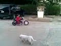 mon voisin mon voisin
