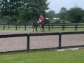 videos de Tino's First Canter in 8 months!