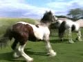 stutteri-hauge.html