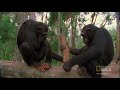 World's Deadliest - Killers Like Us: Chimpanzees