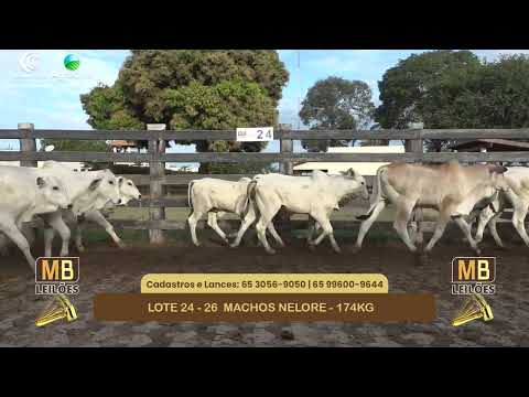 552� LEIL�O VIRTUAL MB LEIL�ES