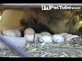 Where to find a kitten