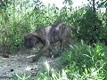 Cuccioli in adozione Cuccioli in adozione