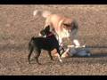 videos de HERE'S OTTO PART 119