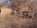 Grazing warthog Grazing warthog