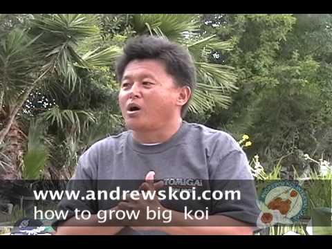 koi - http://www.andrewskoi.com/ Expert Japanese koi importer, Andy Moo educates koi keepers on how to grow big Japanese koi. Andrews koi is located on: 1650 South...