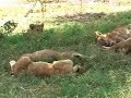 Ndutu Lion Pride with cubs Serengeti Ndutu Lion Pride with cubs Serengeti