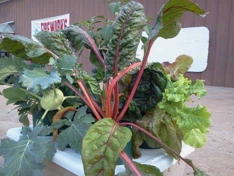 how to harvest swiss chard from your garden