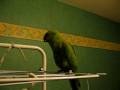 Kiwi chante!