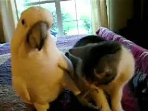Video ansehen