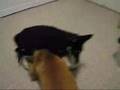 Animal Videos - China and Wesley Snipes
