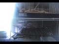 Bucklin Squirrel update