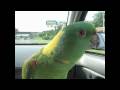 Nibbles having her usual good time in the car.
