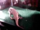 Draco eats pt2 Draco eats pt2