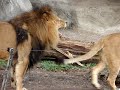 Lavovi - Lions Lavovi - Lions