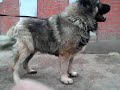 Caucasian sheep dogs in our kennels