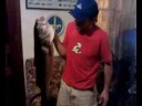 lubina de 7,100 kilos,pescada el 27,9,2008