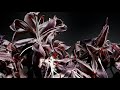 Bird 1 - Underworld Official Video