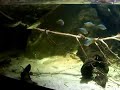 Sydney Aquarium Platypus Sydney Aquarium Platypus