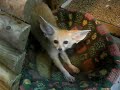 ZORRO DEL DESIERTO (VULPES ZERDA)
