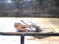 Robot Rumble 2