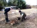 Malinois KNPV IPO VPG Hundesport Bärbel Erster Schutzdienst-Test