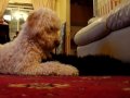puppy playtime, ( brotherly love).