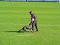 WUSV 2007 disqualificated dog 2