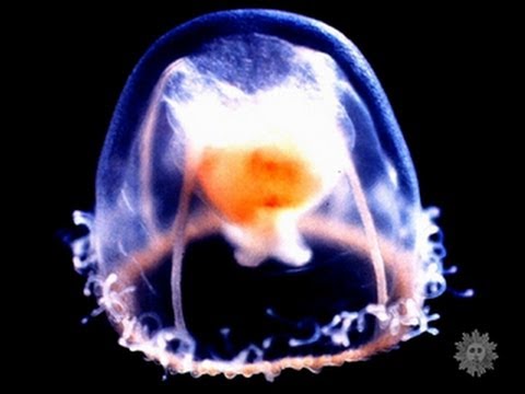 how to grow jellyfish