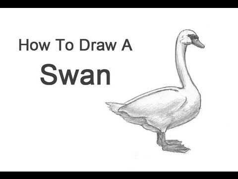 how to draw swan