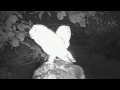Night Owls on Islay - A Youtube Video http://t.co/MKFcnnLtT5