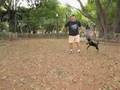 Bull Terrier Inglés video
