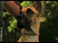Video de entrenamiento de cachorros - Comienzo del espect�culo (Episodio 12)