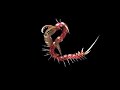 Spore Worm