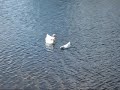 Swimming Happy Ducks Swimming Happy Ducks