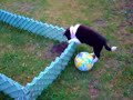 Borderka Blackie