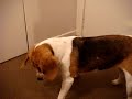 beagle and lazer pen1米格魯遇到雷射光 beagle and lazer pen1米格魯遇到雷射光